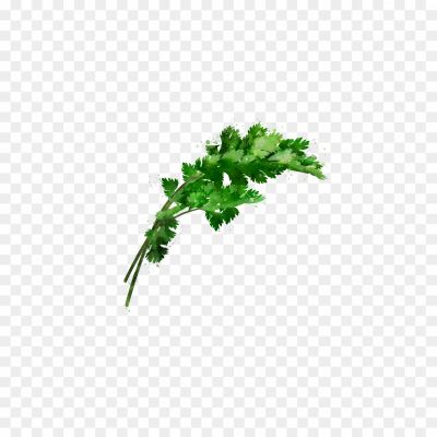 Coriander-PNG-Isolated-File.png