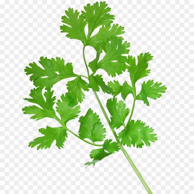 Coriander-PNG-Isolated-Image.png