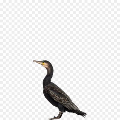 Cormorant-PNG-Free-File-Download-Q5I6UPUR.png PNG Images Icons and Vector Files - pngsource