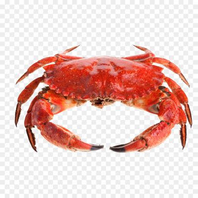 Crab-PNG-HD-Photos-FB3YNK7D.png