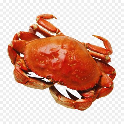 Crab-PNG-Photo-Clip-Art-Image-15DR8YUE.png