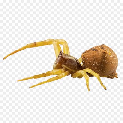 Crab-Spiders-Download-Free-PNG-Pngsource-AOXFMCKG.png