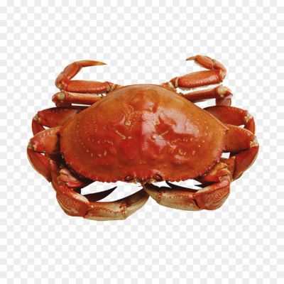 kekda, crabe