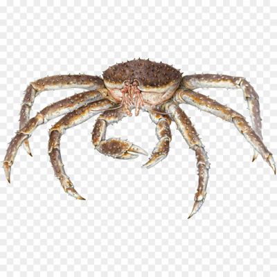 Crab-Spiders-Transparent-Background-Pngsource-5AU129HZ.png