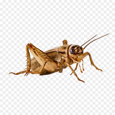 Cricket PNG Image Free - Pngsource