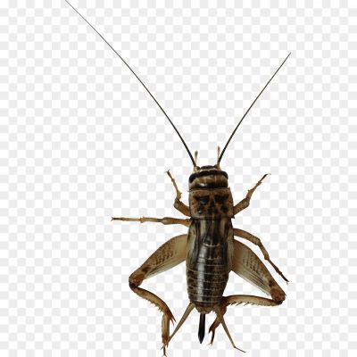 Cricket, Insect, Orthoptera Order, Chirping Sound, Jumping Ability, Nocturnal, Antennae, Cricket Species, Cricket Behavior, Cricket Diet, Cricket Habitat, Cricket Life Cycle, Cricket Communication, Cricket Symbolism