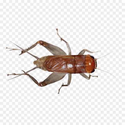 Cricket, Insect, Orthoptera Order, Chirping Sound, Jumping Ability, Nocturnal, Antennae, Cricket Species, Cricket Behavior, Cricket Diet, Cricket Habitat, Cricket Life Cycle, Cricket Communication, Cricket Symbolism