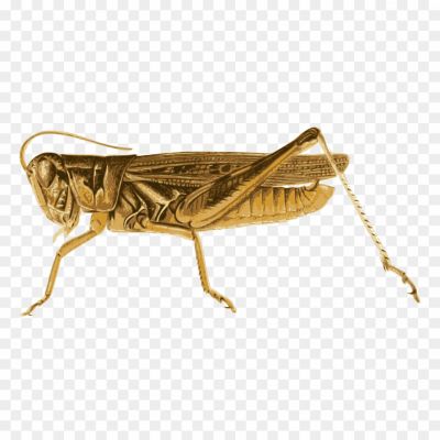 Cricket-Insect-Transparent-Free-PNG-3OHU0RP6.png