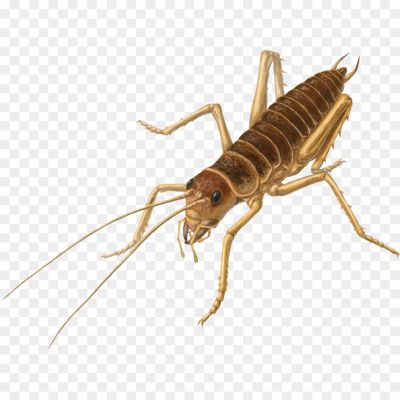 Cricket, Insect, Orthoptera Order, Chirping Sound, Jumping Ability, Nocturnal, Antennae, Cricket Species, Cricket Behavior, Cricket Diet, Cricket Habitat, Cricket Life Cycle, Cricket Communication, Cricket Symbolism