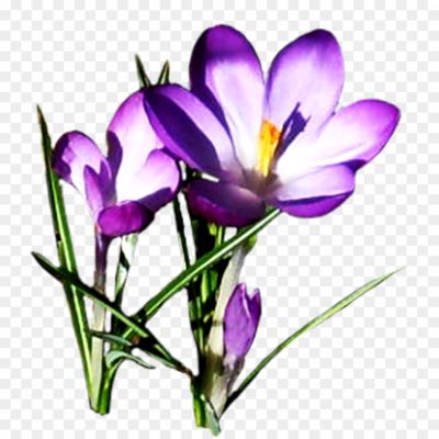 Crocus-PNG-Free-Download-Pngsource-A9CHR599.png