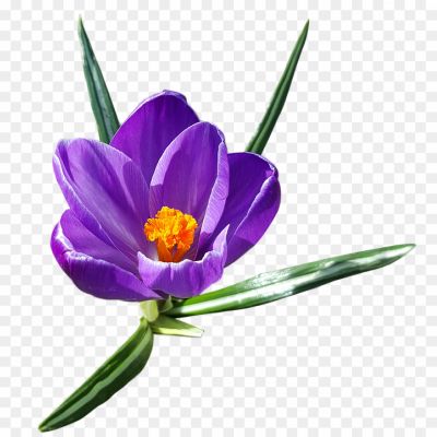 Crocus-Purple-Flower-Download-Free-PNG-Pngsource-L2HR0YYB.png