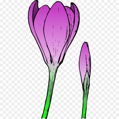 Crocus-Purple-Flower-Transparent-Background-Pngsource-MCCB3K5U.png
