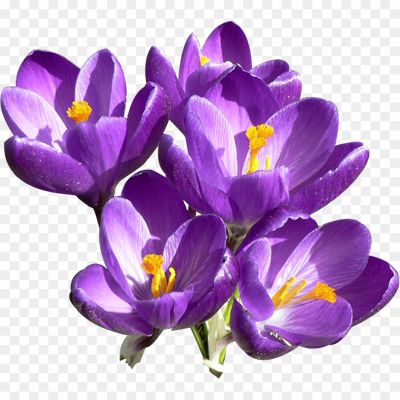 Crocus-Purple-Flower-Transparent-Free-PNG-Pngsource-2OKCAW5S.png PNG Images Icons and Vector Files - pngsource