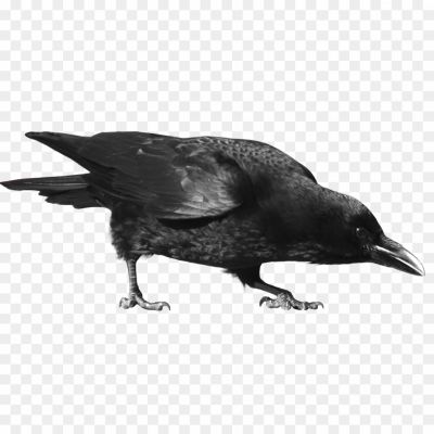 Crow-Eating-PNG-TY02A0JZ.png