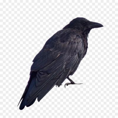 Crows-Background-PNG-H600ZQT7.png