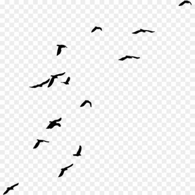 Crows-Free-PNG.png