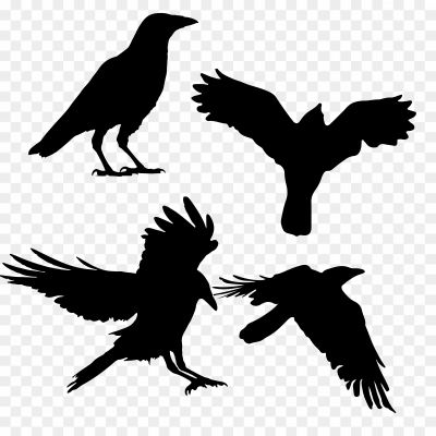 Crows-PNG-Background.png