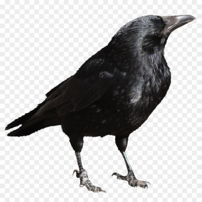 Crow, Black Bird, Corvid, Intelligent, Scavenger, Feathers, Beak, Flight, Vocalization, Carrion Eater, Symbolism, Folklore, Urban Adaptability, Roosting
