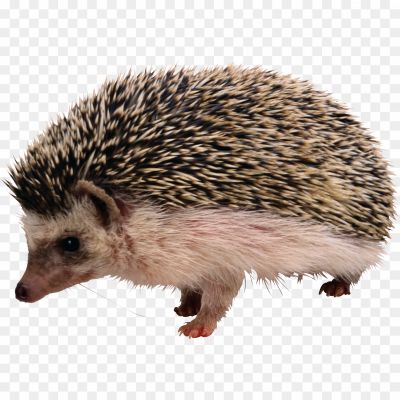 Cute-Hedgehog-Background-PNG-Image-Pngsource-P89R7SO7.png
