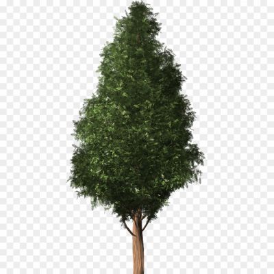 Cypress-Tree-Background-PNG-Image-Pngsource-17AD59GK.png