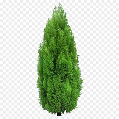 Cypress-Tree-PNG-HD-Quality-Pngsource-6KRO2C0U.png