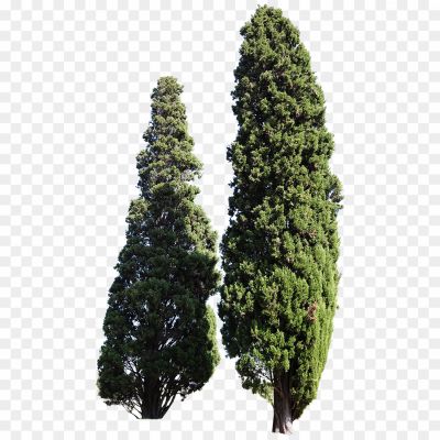 Cypress-Tree-Transparent-File-Pngsource-S4UWBRNK.png