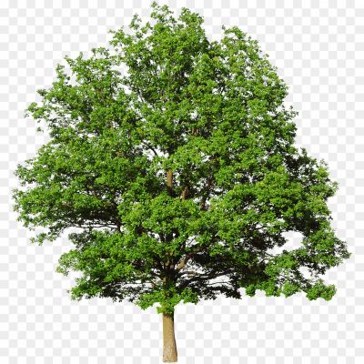 Cypress Tree Transparent Free PNG KWONESY2 - Pngsource