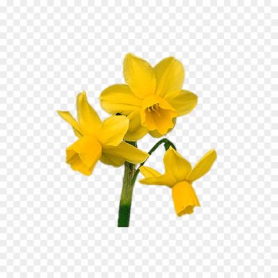 Daffodil-Bunch-Free-PNG-69R5XM42.png