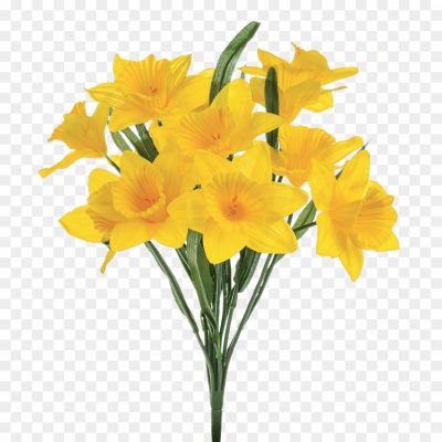 Daffodil-Bunch-PNG-HD-Quality-X087AVIJ.png