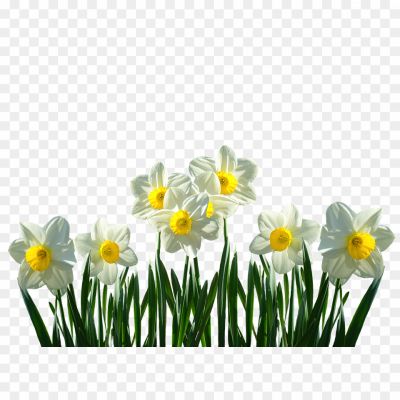 Daffodil-Download-PNG-Image-ESU2N9P0.png
