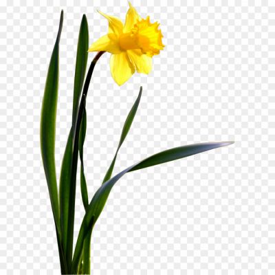 Daffodil-PNG-Photo-OPL1B0UV.png