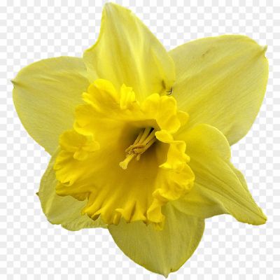Daffodil PNG Transparent HD Photo 71FTLTH7 - Pngsource