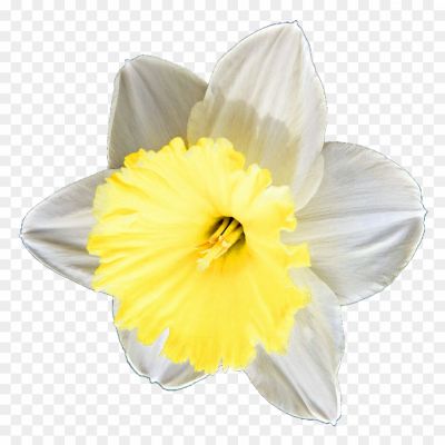 Daffodil-Pin-Background-PNG-Image-KEIRLPLW.png
