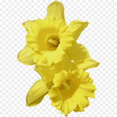 Daffodil-Pin-Transparent-File-57S3SMFD.png