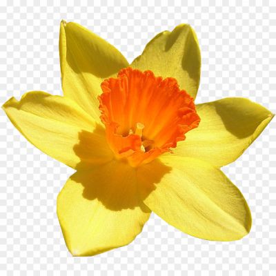 Daffodil-Transparent-Isolated-PNG-UYFA1DLC.png