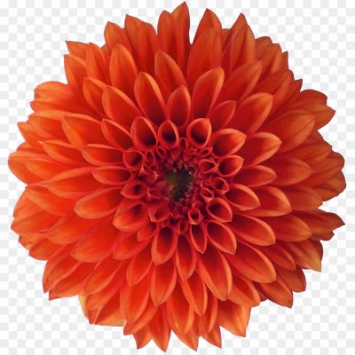 Dahlia, Flower, Vibrant, Colorful, Petal, Garden, Bloom, Bouquet, Elegant, Ornamental, Variety, Perennial, Tuberous, Beauty, Stunning, Exquisite, Botanical, Vibrant, Summer, Autumn.