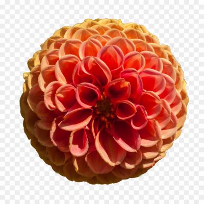 Dahlia-Orange-Transparent-Background-8P147EAX.png PNG Images Icons and Vector Files - pngsource