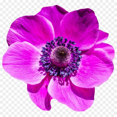 Dahlia-Purple-Download-Free-PNG-7M2MNTO8.png PNG Images Icons and Vector Files - pngsource