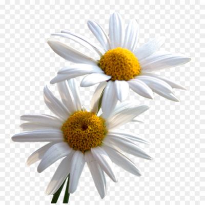 Daisy-PNG-File-8UU9IZ05.png PNG Images Icons and Vector Files - pngsource