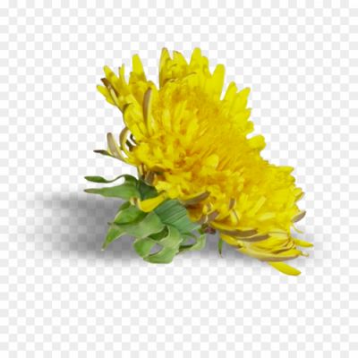 Dandelion-Flower-Free-PNG-AVMZKY2V.png