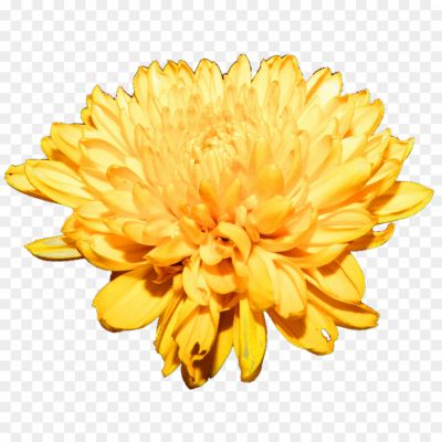Dandelion-Flower-Transparent-Image-ZC7CE1YI.png