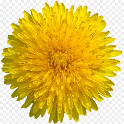 Dandelion-Flower-Transparent-PNG-6ELWC8RR.png
