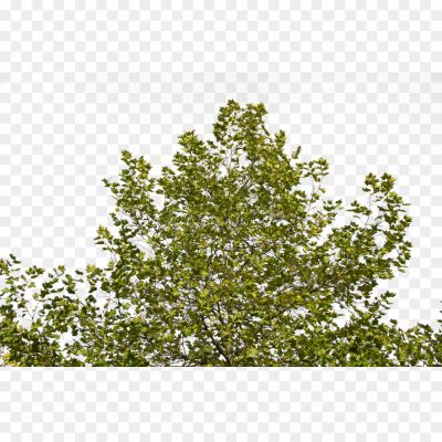 Dark-Green-Tree-PNG-Clipart-Background-Pngsource-GHUQOZ69.png