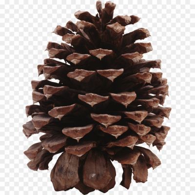 pine, cone