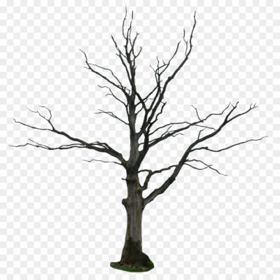 Dead-Tree-Empty-Branches-Free-PNG-Pngsource-1X9WWR83.png