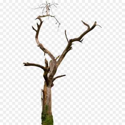 Dead-Tree-Empty-Branches-PNG-Photos-Pngsource-QX9Z141V.png