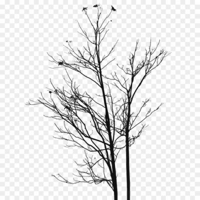 Dead-Tree-Empty-Branches-Transparent-Background-Pngsource-AZ51EVWA.png