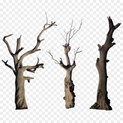 Dead-Tree-Trunks-Transparent-Image-Pngsource-JP3AZ4X4.png