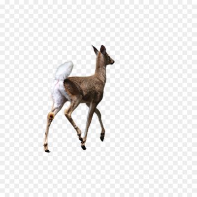 Deer png _3823820234408KEIS.png PNG Images Icons and Vector Files - pngsource