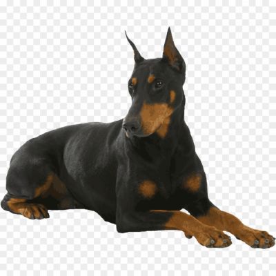 Doberman, Intelligent Breed, Medium To Large-sized Dog, Muscular Build, Sleek Coat, Loyal And Protective, Known For Their Guard Dog Abilities, Trainable And Obedient, High Energy Levels, Need Regular Exercise, Alert And Fearless, Excellent Watchdogs